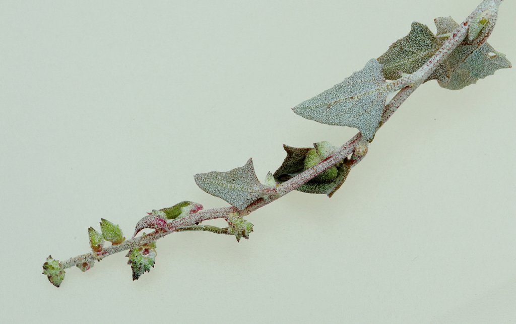 Atriplex laciniata (Frosted Orache)