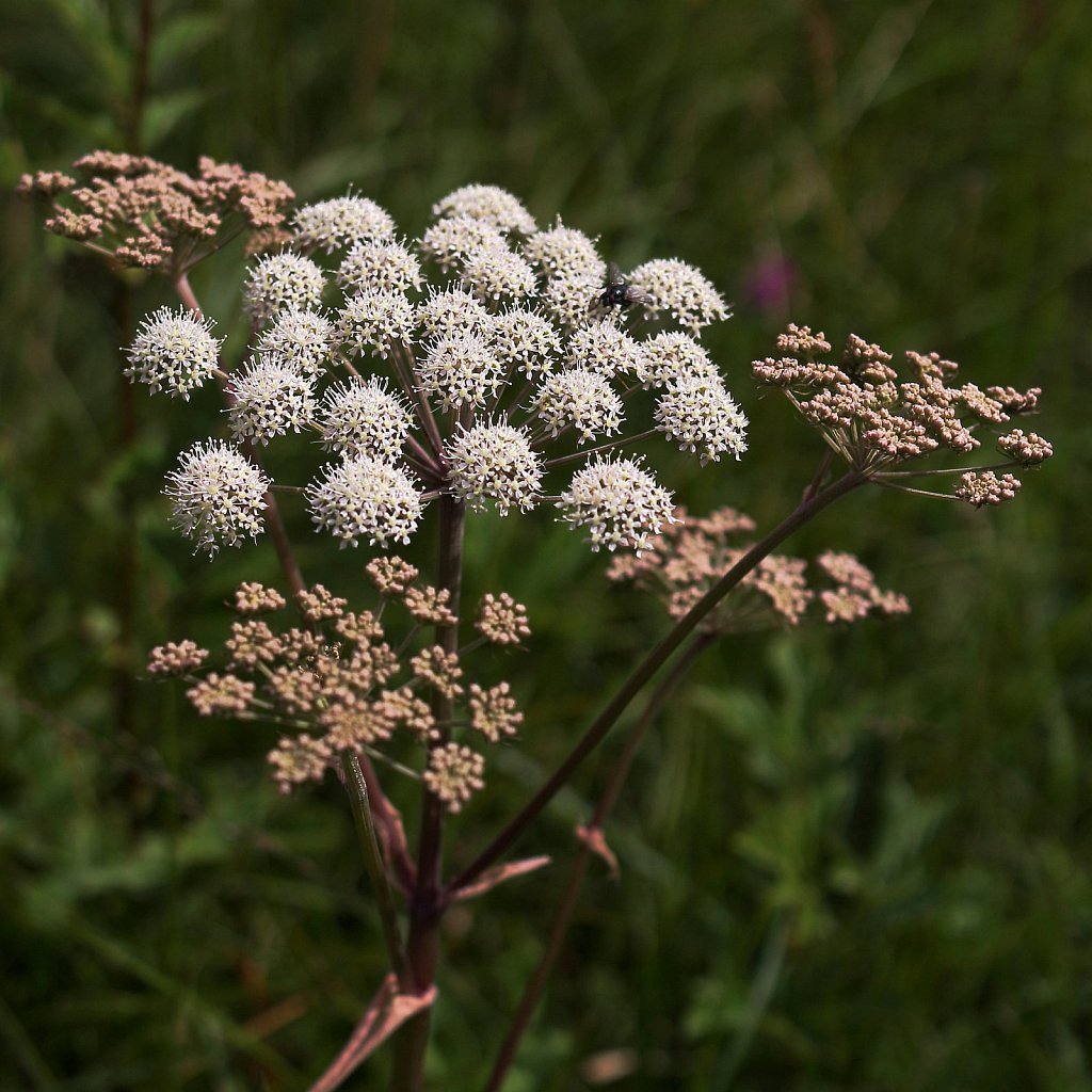 Angelica sylvestris (Wild Angelica)