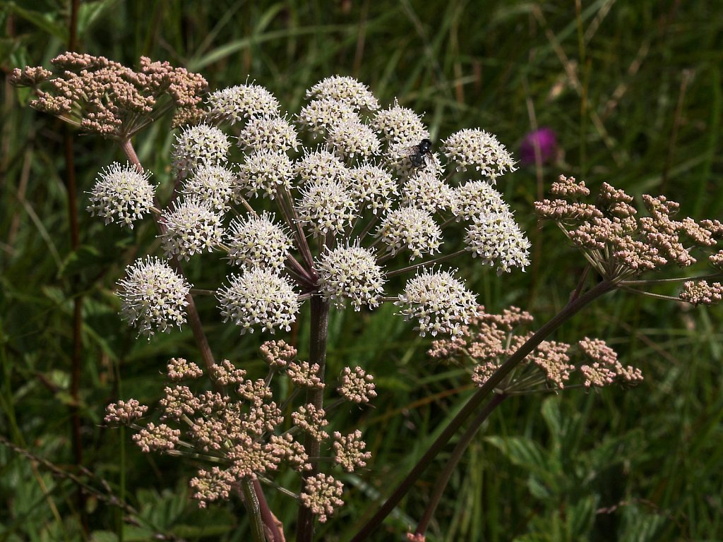 Angelica sylvestris (Wild Angelica)