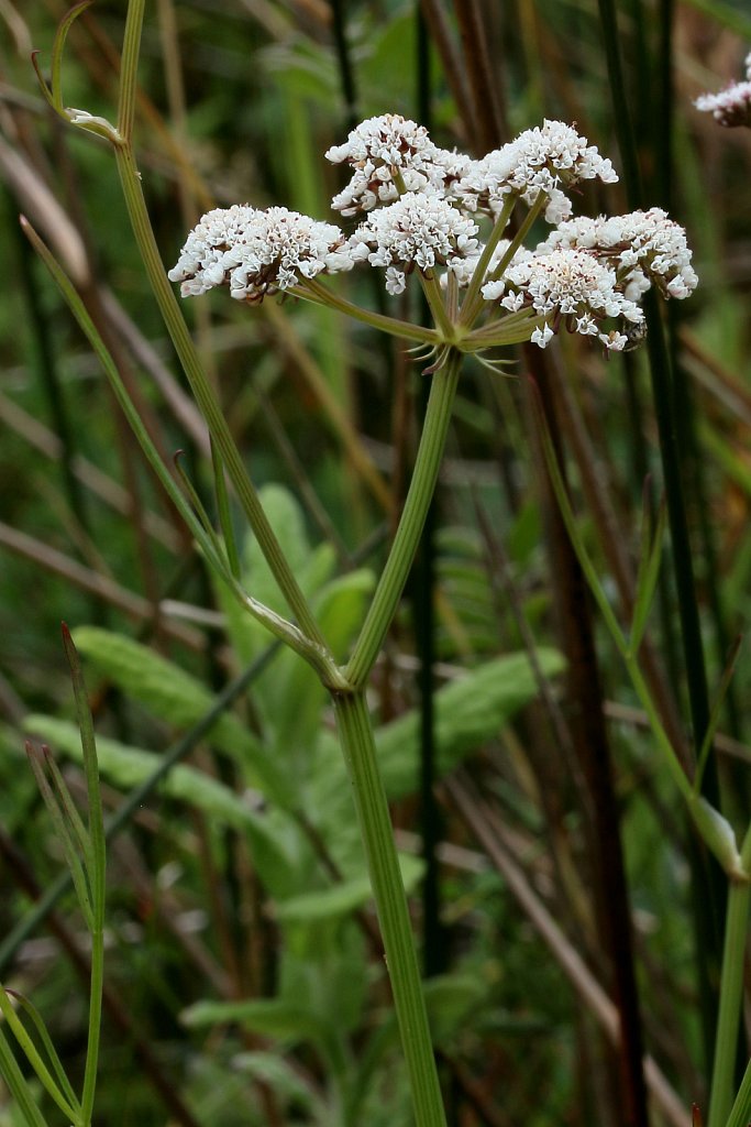 Oenanthe lachenalii (Parsley Water-dropwort)