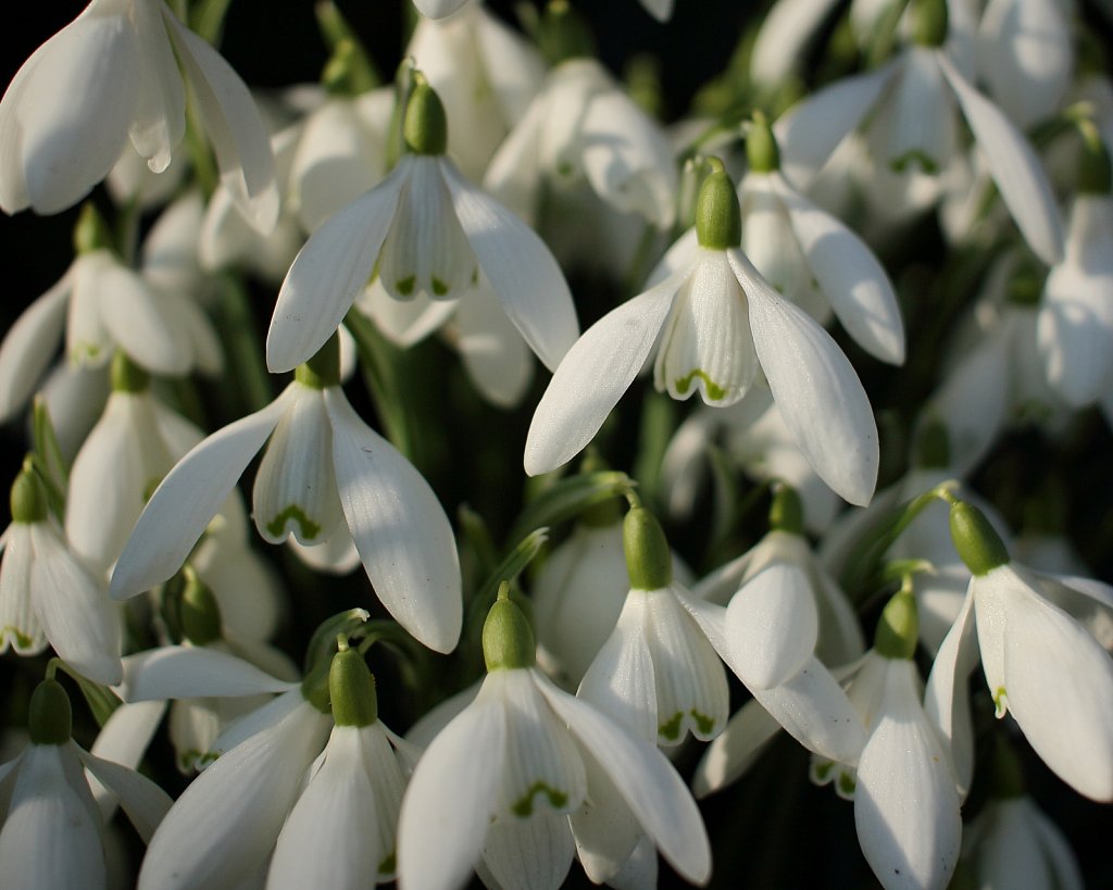 Galanthus nivalis  (Snowdrop)