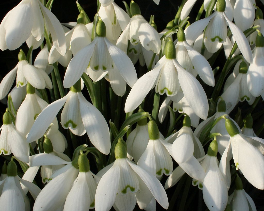 Galanthus nivalis  (Snowdrop)