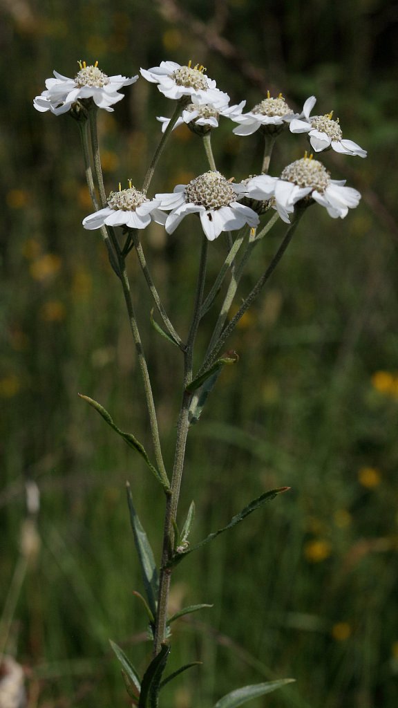 Achillea ptarmica (Sneezewort)