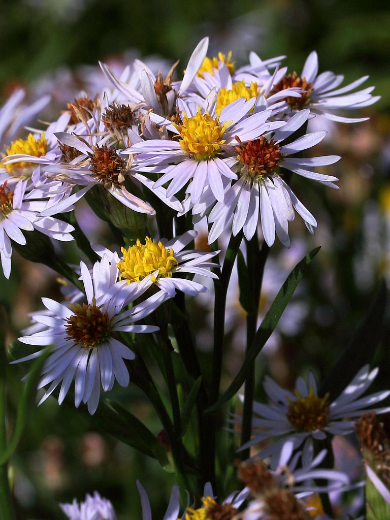 Aster tripolium (Sea Aster)