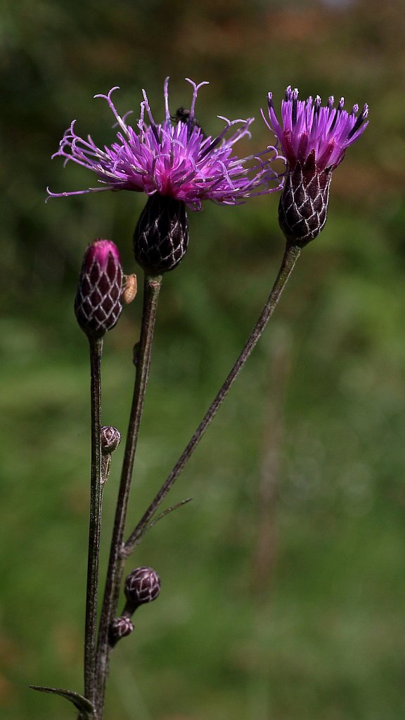 Serratula tinctoria (Saw-wort)