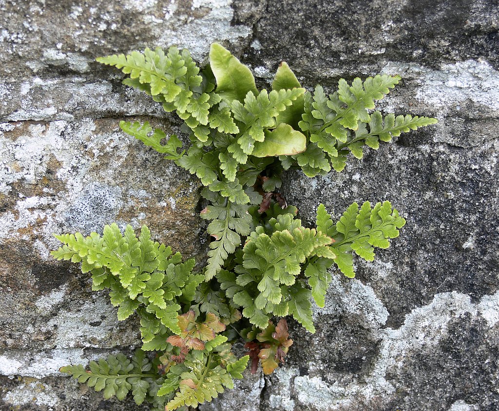 Asplenium adiantum-nigrum (Black Spleenwort)