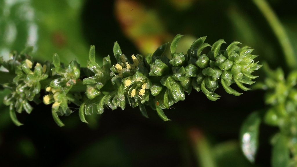 Beta vulgaris (Sea Beet)