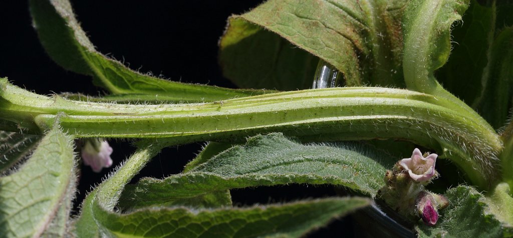 Symphytum officinale ssp. officinale (Common Comfrey)