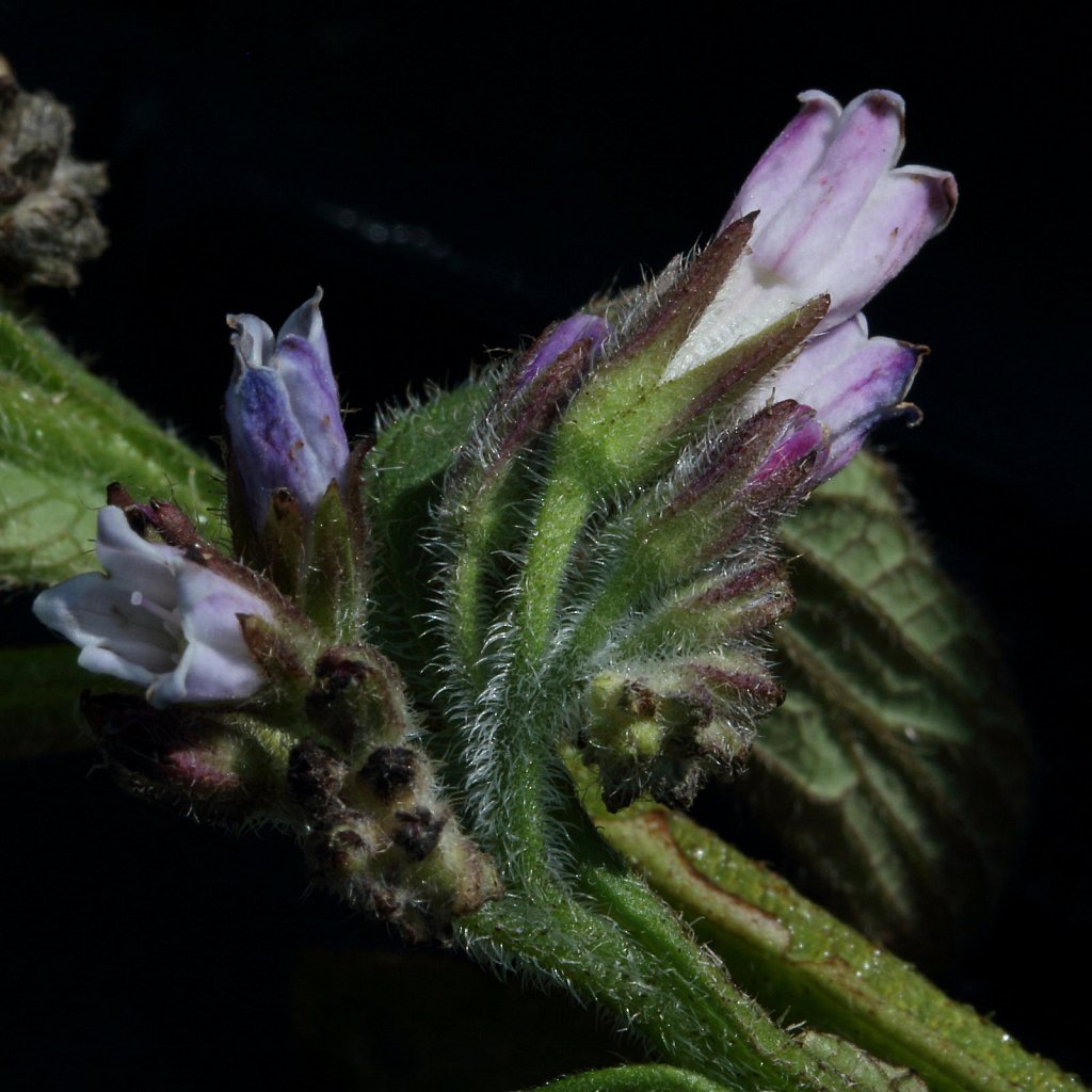 Symphytum officinale ssp. officinale (Common Comfrey)