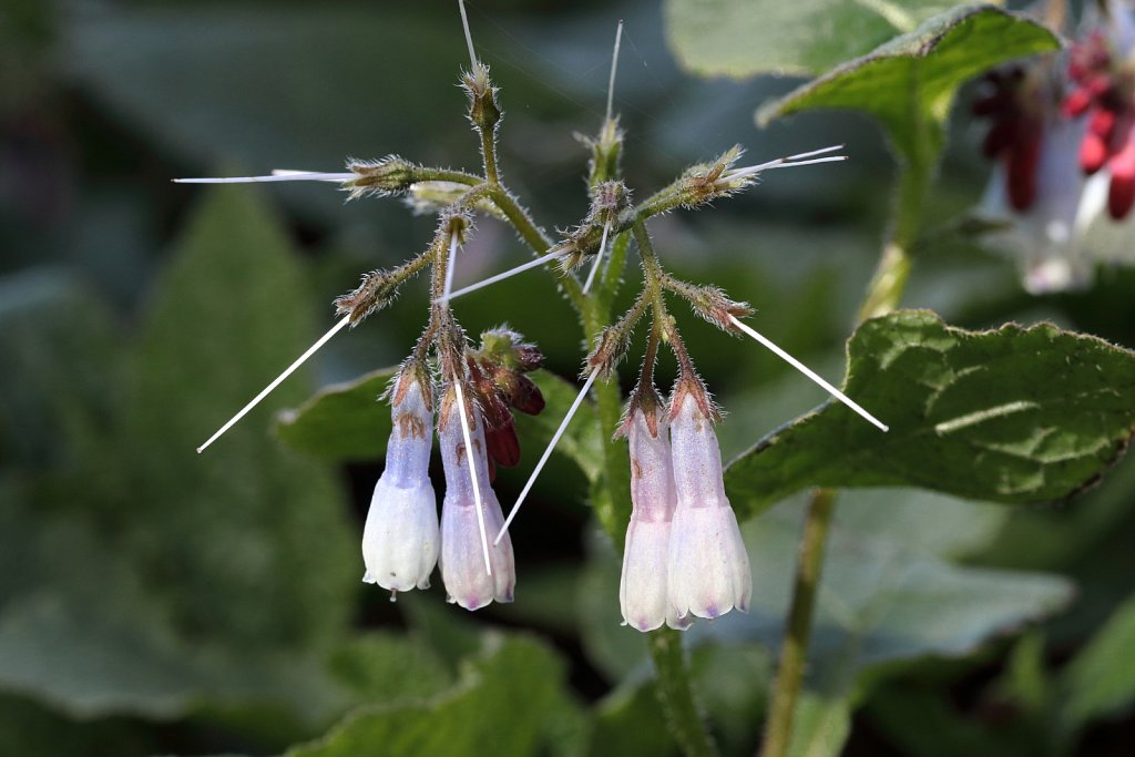 Symphytum grandiflorum (Creeping Comfrey)