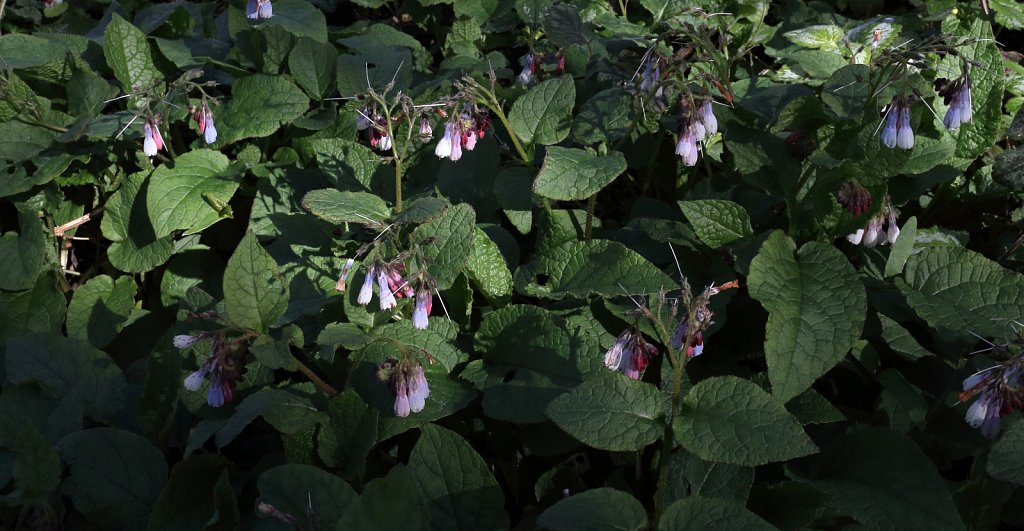 Symphytum grandiflorum (Creeping Comfrey)