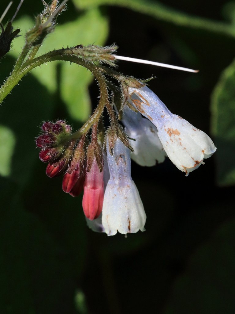 Symphytum grandiflorum (Creeping Comfrey)