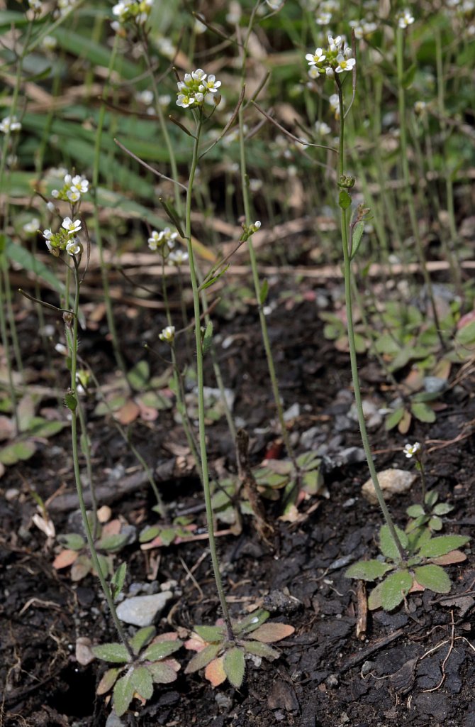 Arabidopsis thaliana (Thale Cress)