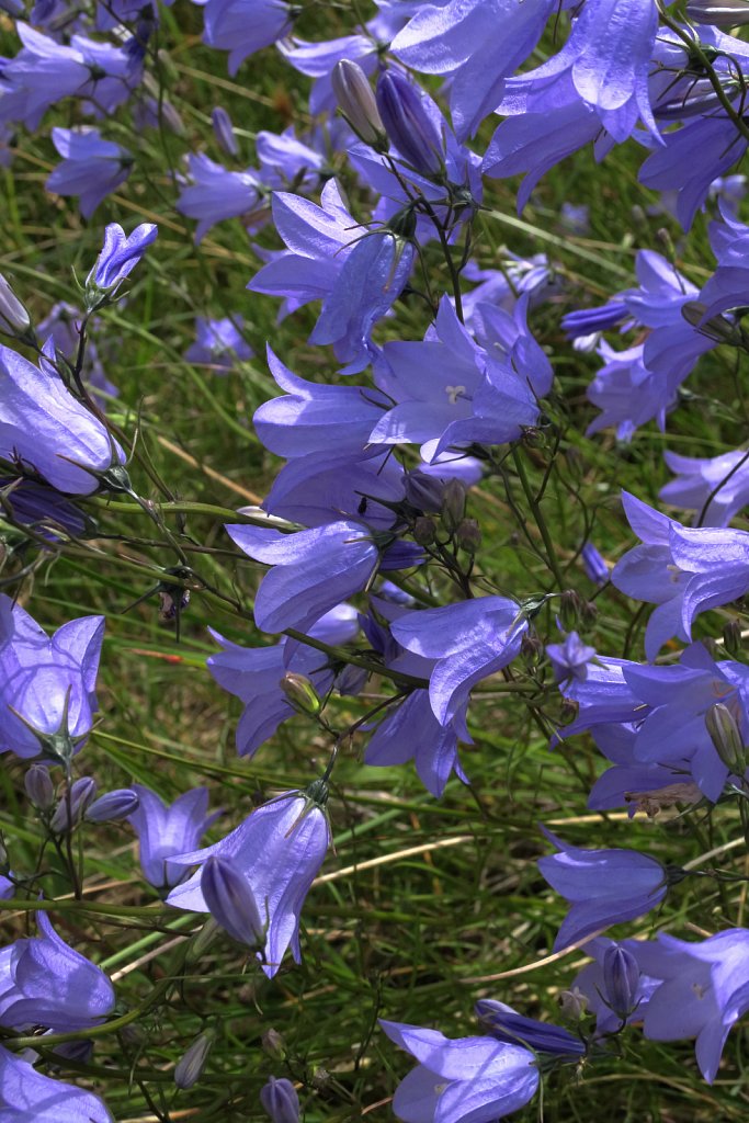 Campanula rotundifolia (Harebell)