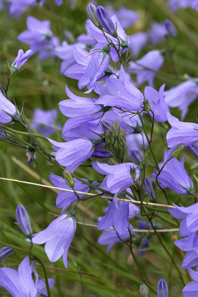 Campanula rotundifolia (Harebell)