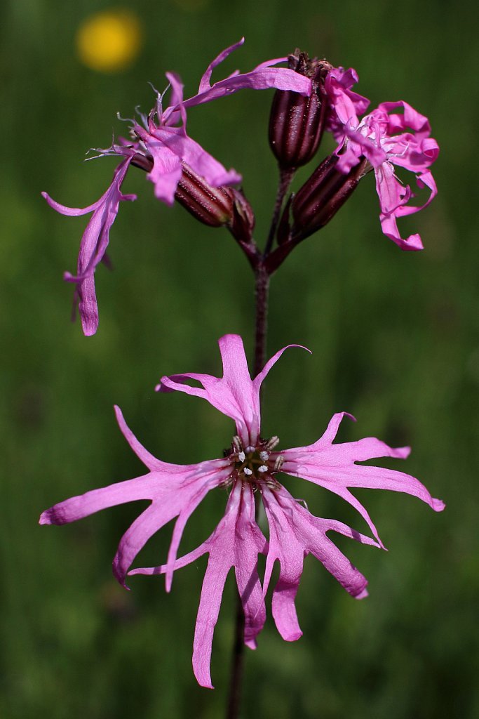 Silene flos-cuculi (Ragged Robin)