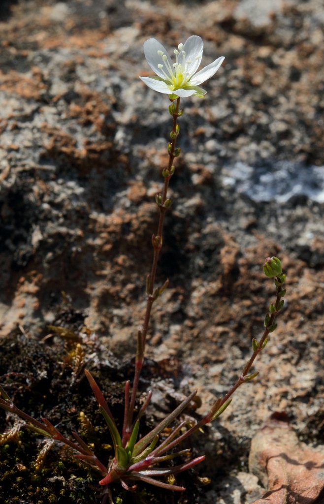 Sagina nodosa (Knotted Pearlwort)