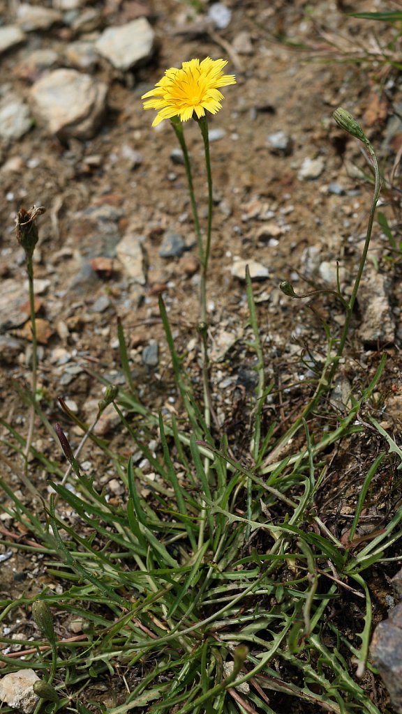 Scorzoneroides autumnalis (Autumn Hawkbit)