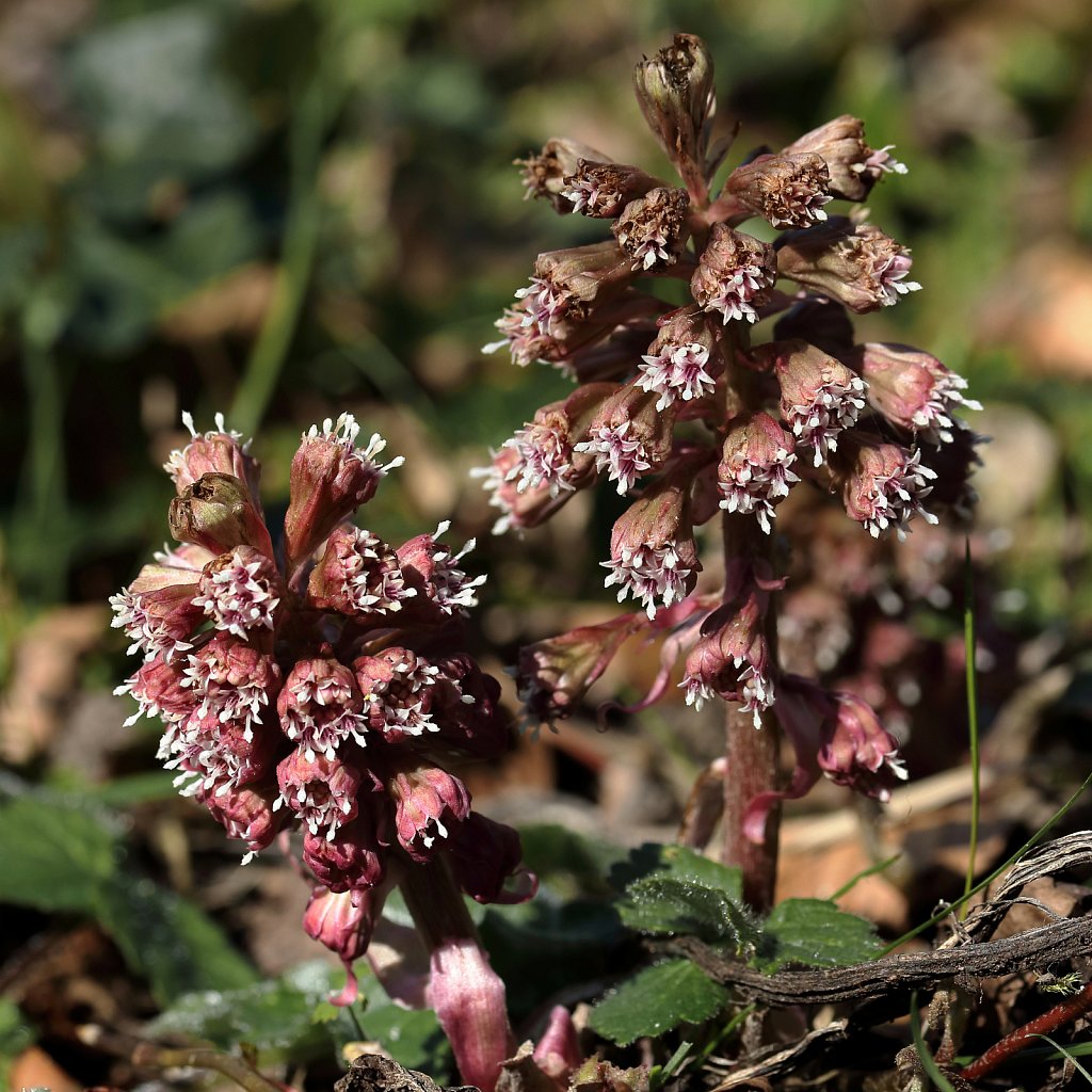 Petasites hybridus (Butterbur)