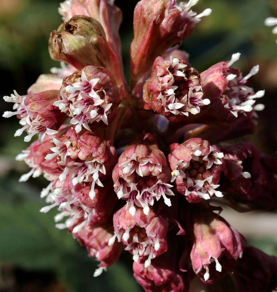 Petasites hybridus (Butterbur)