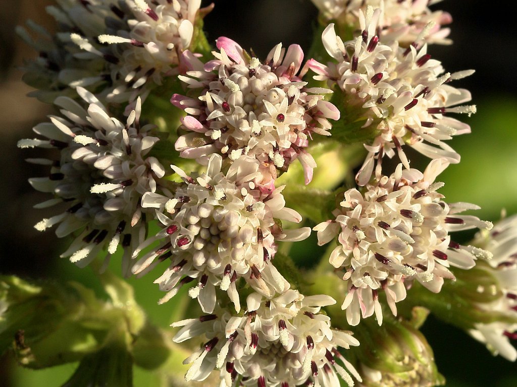 Petasites fragrans (Winter Heliotrope)