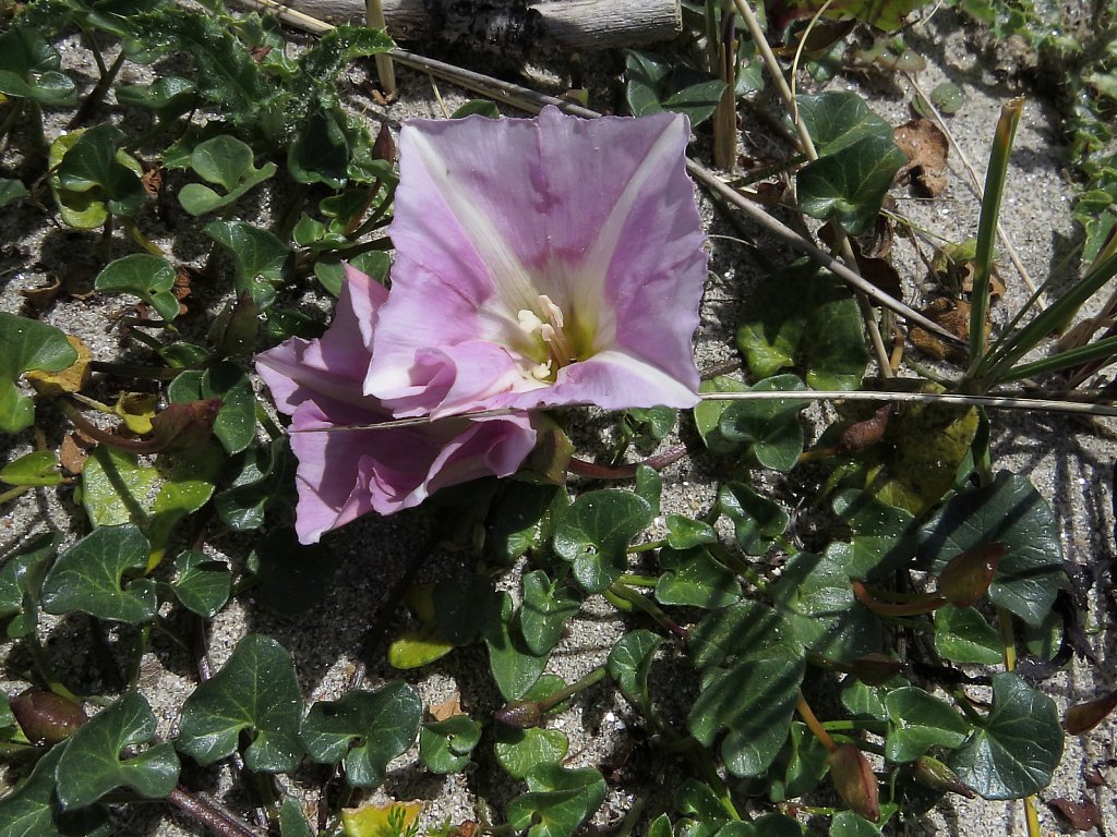 Calystegia soldanella  (Sea Bindweed)