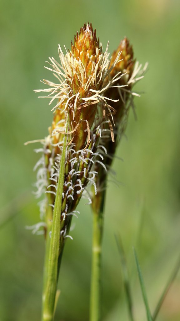 Carex caryophyllea (Spring Sedge)