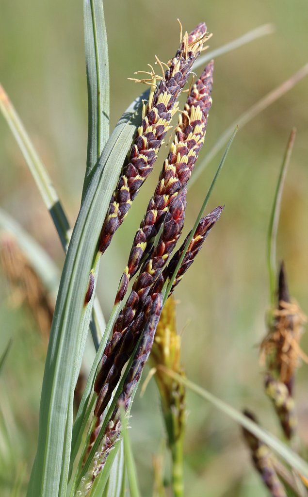 Carex flacca (Glaucous Sedge)