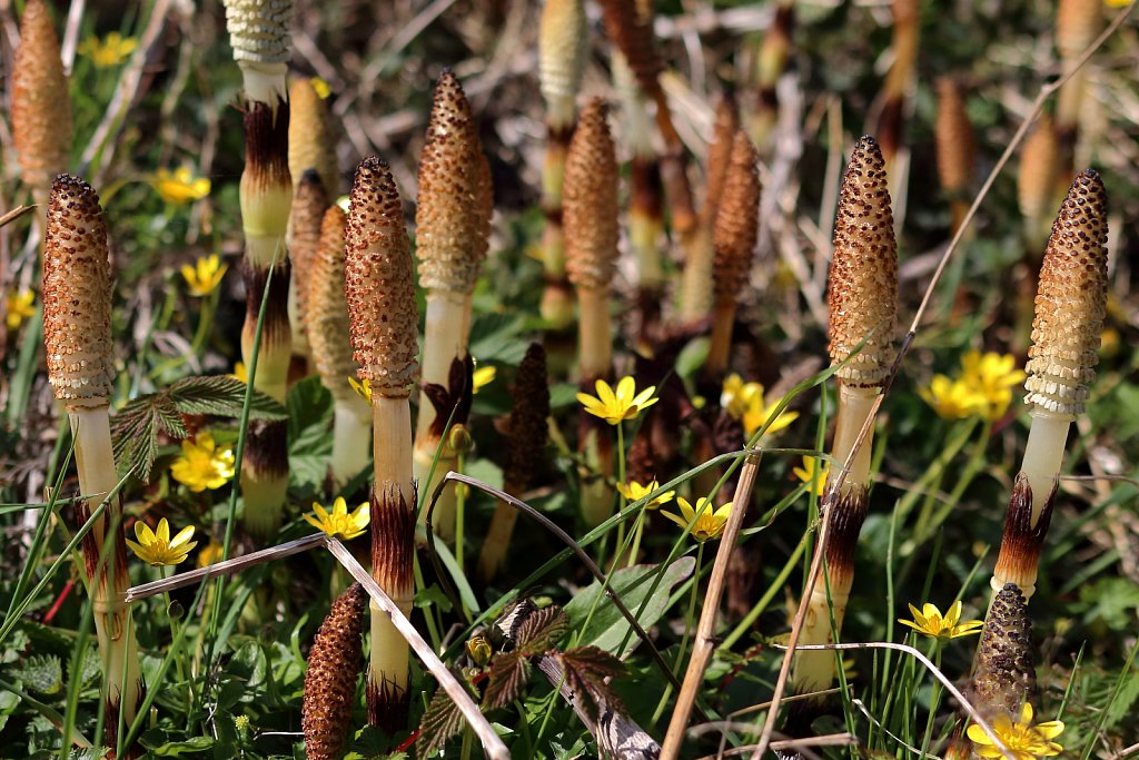 Equisetum telmateia (Great Horsetail)