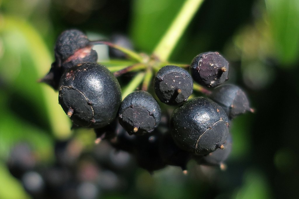 Hedera helix (Ivy)