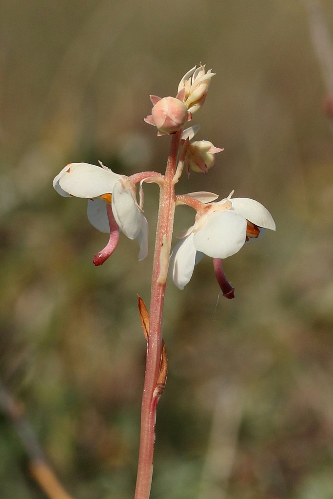 Pyrola rotundifolia (Round-leaved Wintergreen)