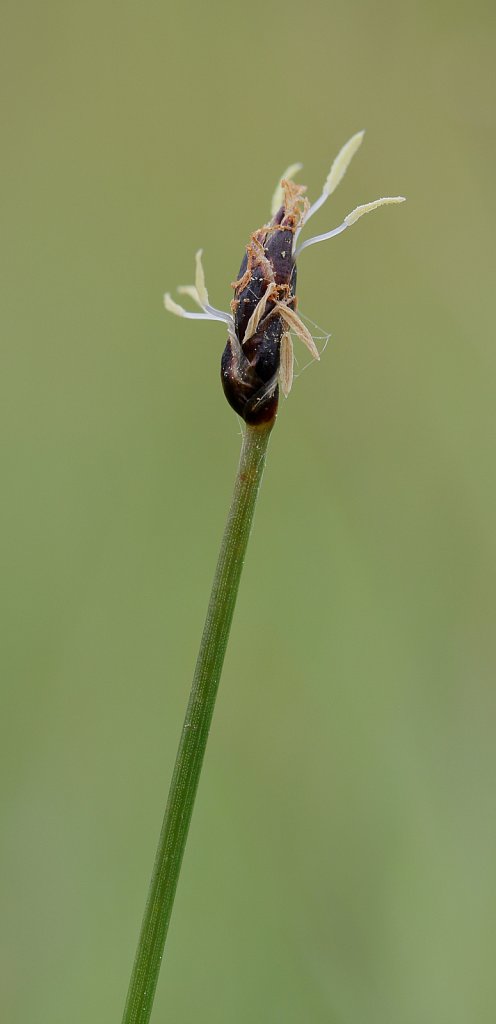 Eleocharis uniglumis (Slender Spike-rush)