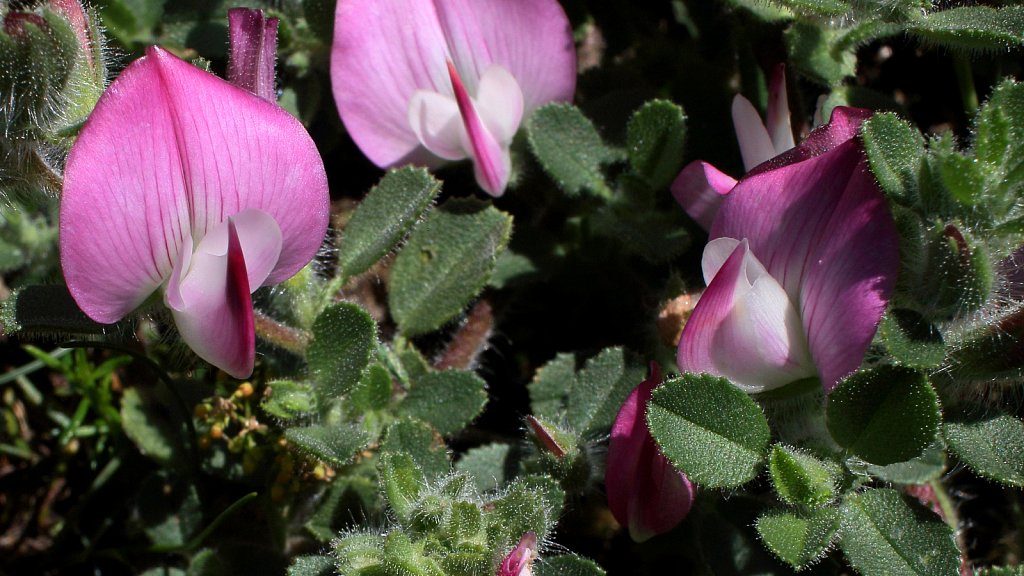 Ononis repens (Common Restharrow)