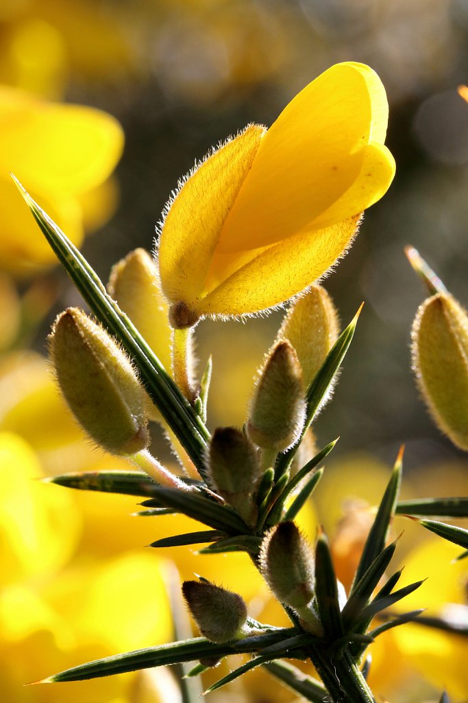 Ulex europaeus (Common Gorse)