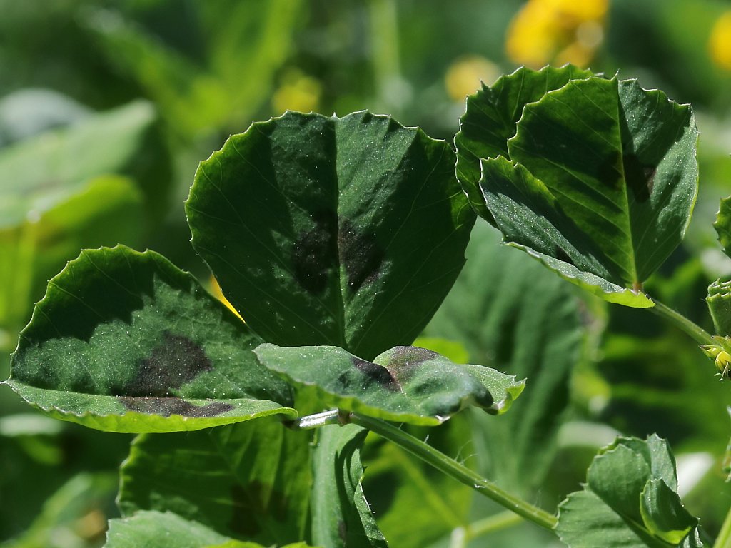 Medicago arabica (Spotted Medick)