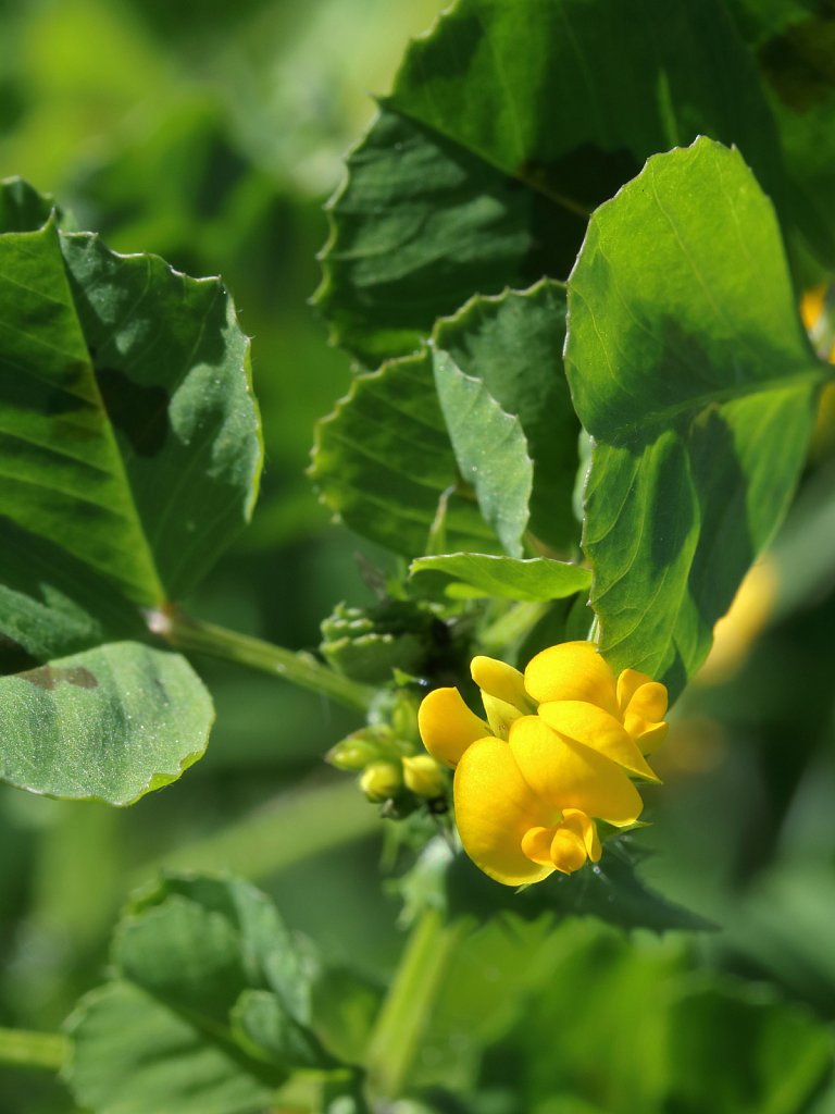 Medicago arabica (Spotted Medick)