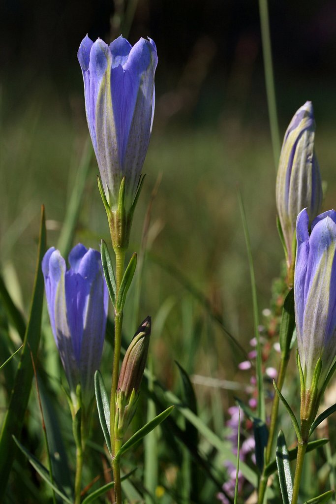 Gentiana pneumonanthe (Marsh Gentian)