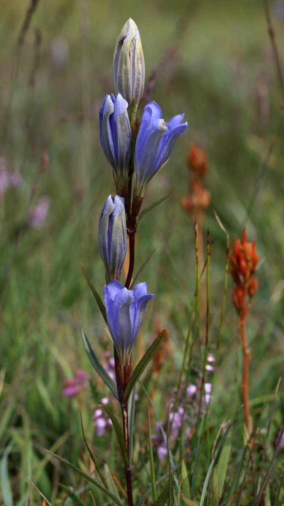 Gentiana pneumonanthe (Marsh Gentian)