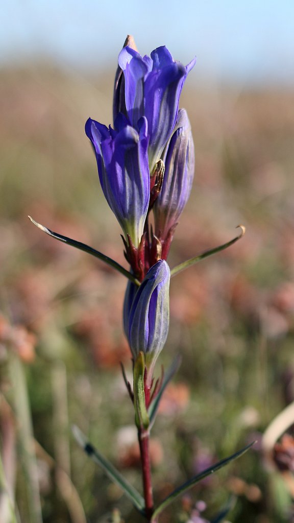 Gentiana pneumonanthe (Marsh Gentian)