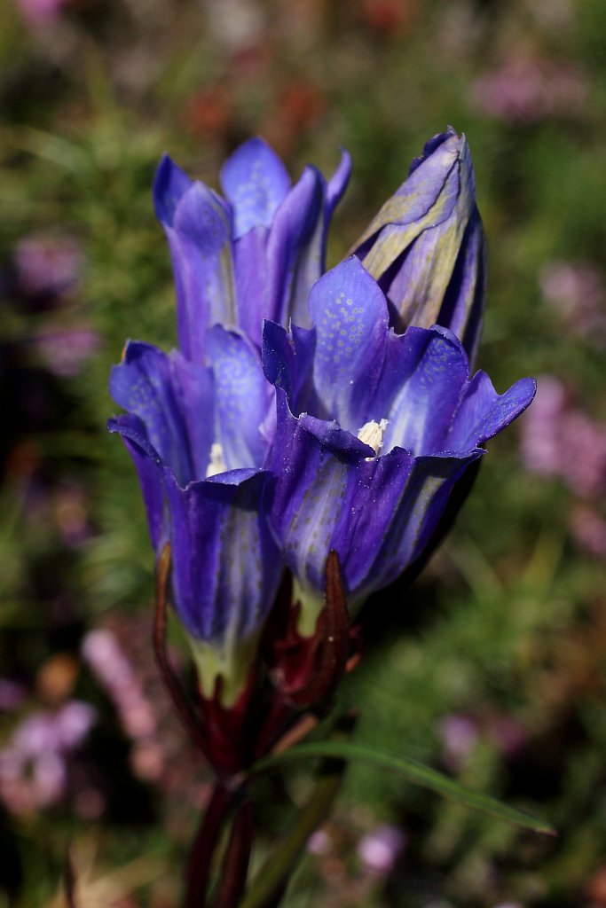 Gentiana pneumonanthe (Marsh Gentian)