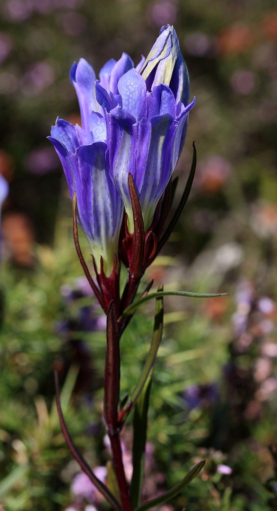 Gentiana pneumonanthe (Marsh Gentian)