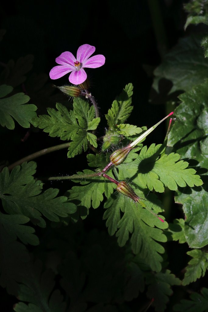 Geranium robertianum (Herb-Robert)