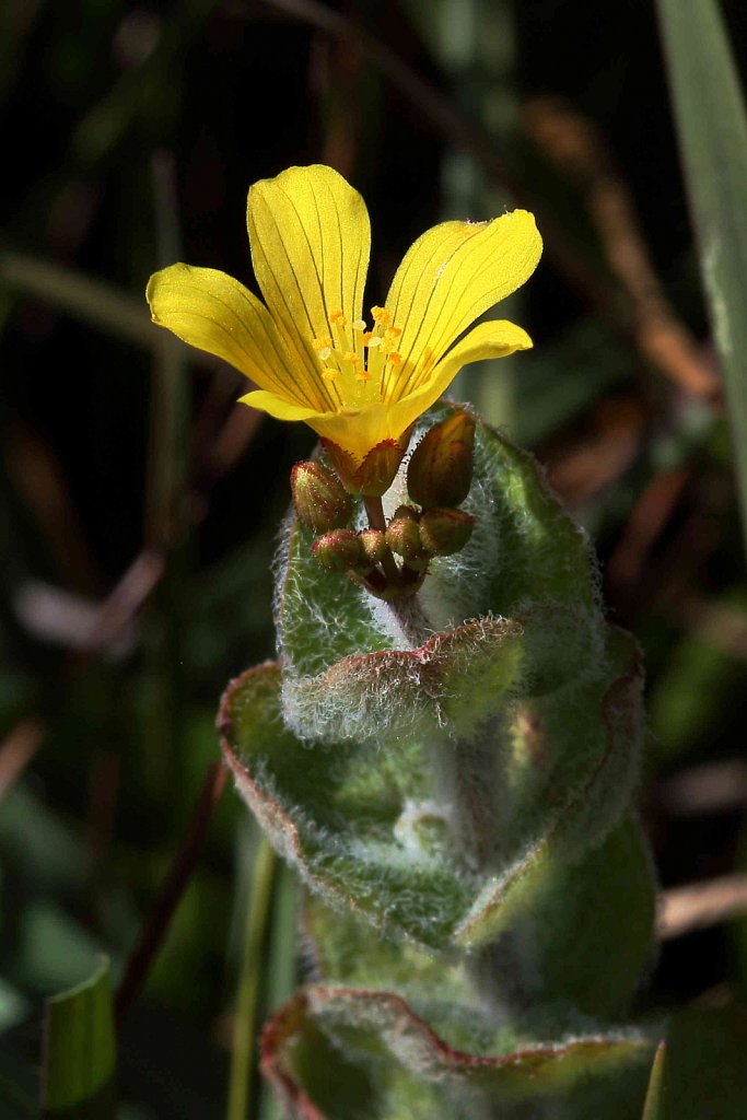 Hypericum elodes (Marsh St John's-wort)