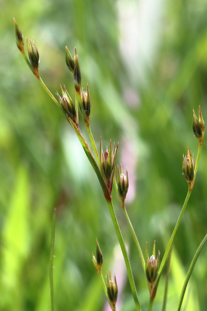 Juncus bufonius (Toad Rush)