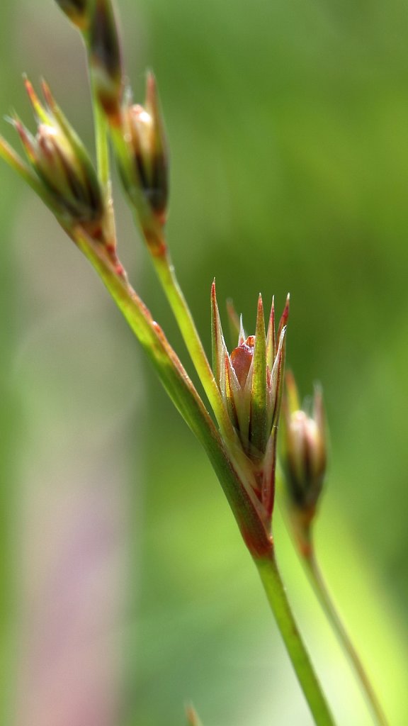 Juncus bufonius (Toad Rush)