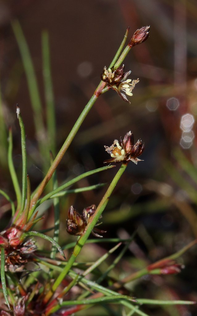 Juncus bulbosus (Bulbous Rush)