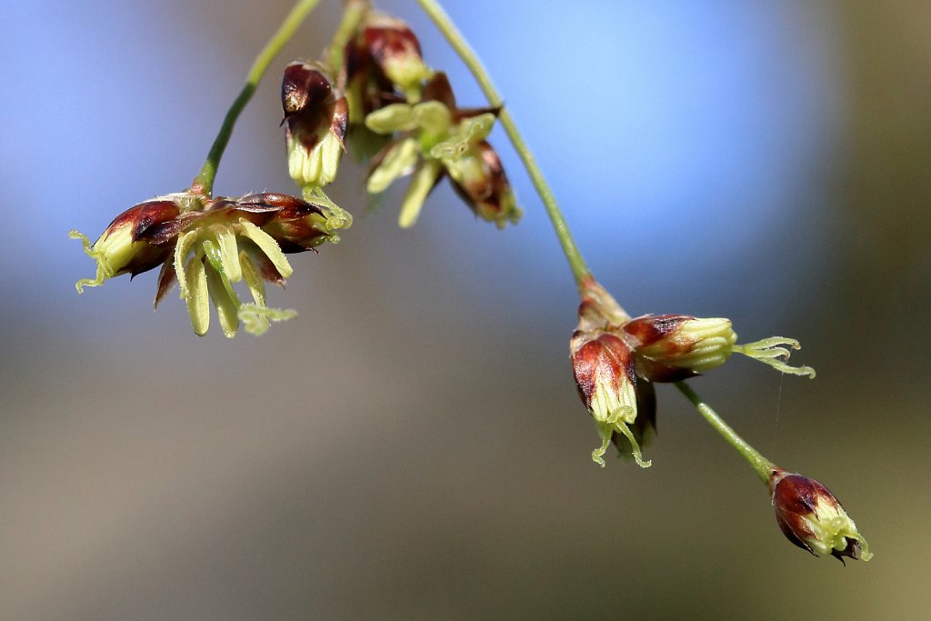 Luzula sylvatica (Great Wood-rush)