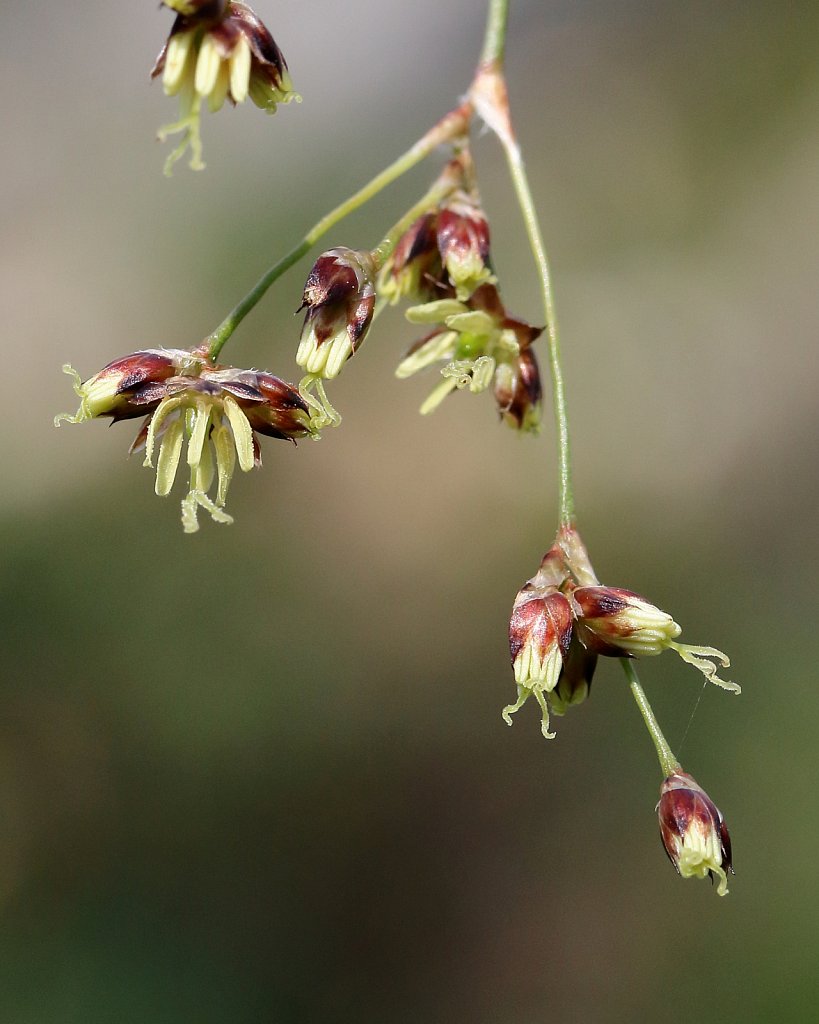 Luzula sylvatica (Great Wood-rush)