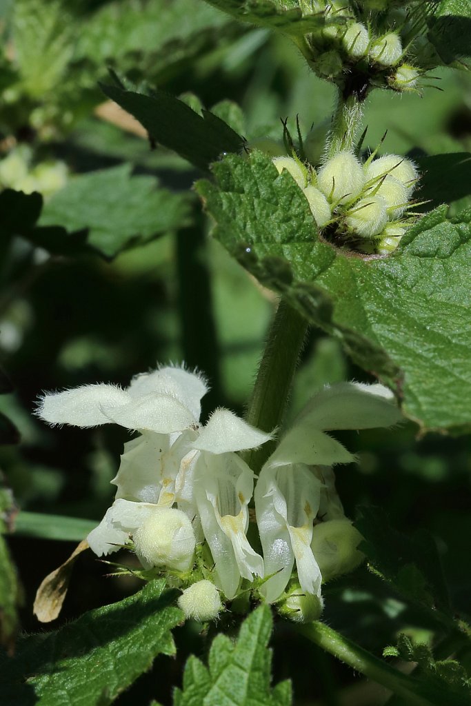 Lamium album (White Dead-nettle)