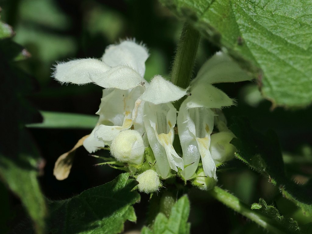 Lamium album (White Dead-nettle)